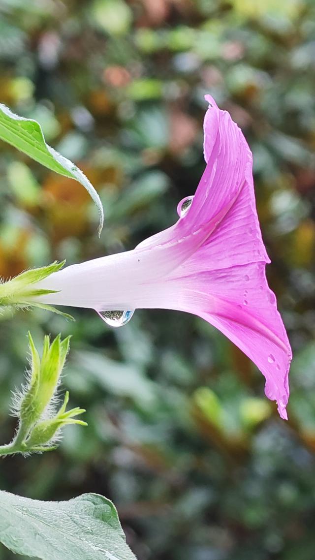 绝美的雨中花