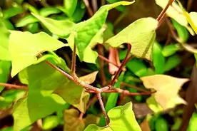 “有了半边莲，敢于同蛇眠”，5种对付蛇伤的植物，你认识几种？图片