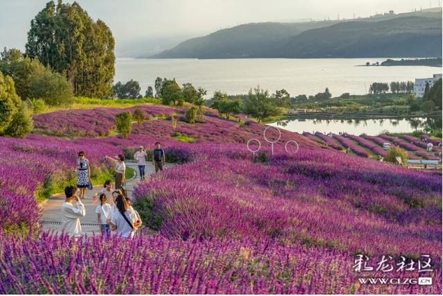 旅居云南·昆明好在（十六）秋日花海，粉紫浪漫