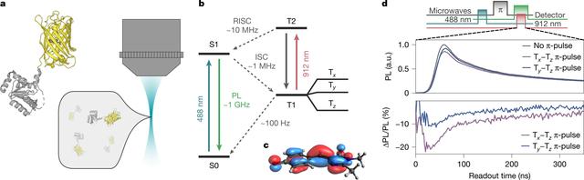Nature:重大突破！科学家成功将生物系统本身改造为量子传感器