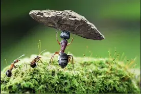 真正强大是接受，除了自己其余都是配角，实力才是你的本事图片