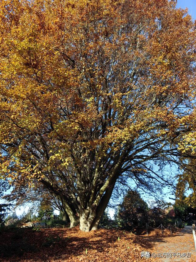 温哥华游记（六）