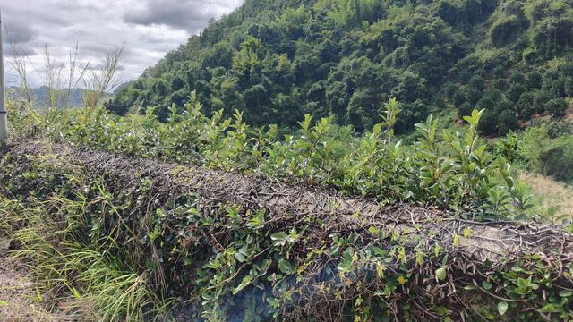 松口到蕉岭福建上杭的要道上，被荒废的清代石拱桥五星桥