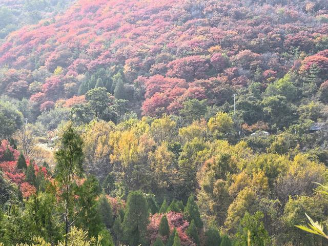 秋访捎近：一树龙吟火满山