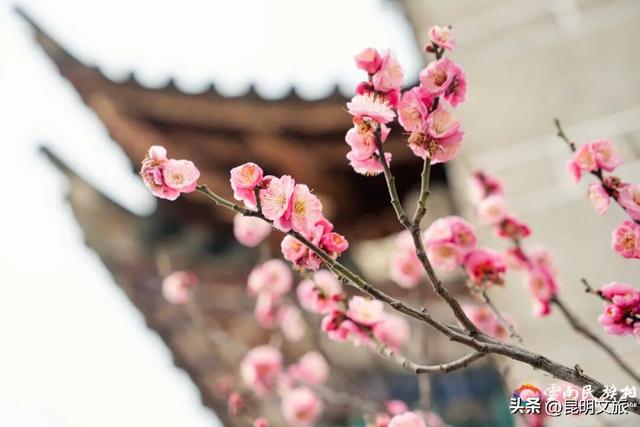 云南民族村，花都开好了！就等你来啦~