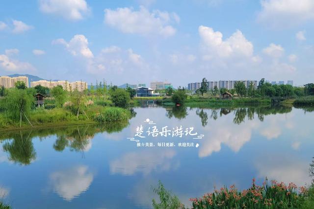 浙江宁波这片花海又火了，被称为夏末的莫奈花园，堪称绝美赏花地