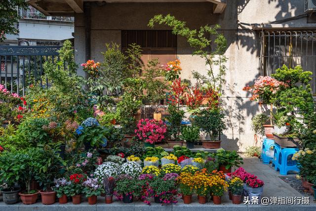 斥资500万！佛山30年花鸟老街，摇身一变成文艺新地标