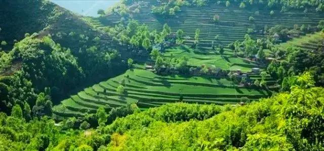 汝阳的一张绿色名片杨树岭古皂荚树