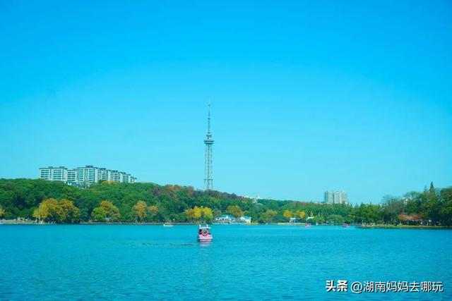 速报！这个地方银杏浓度达100%，赏芦苇、砍甘蔗，遛娃惊喜超多！