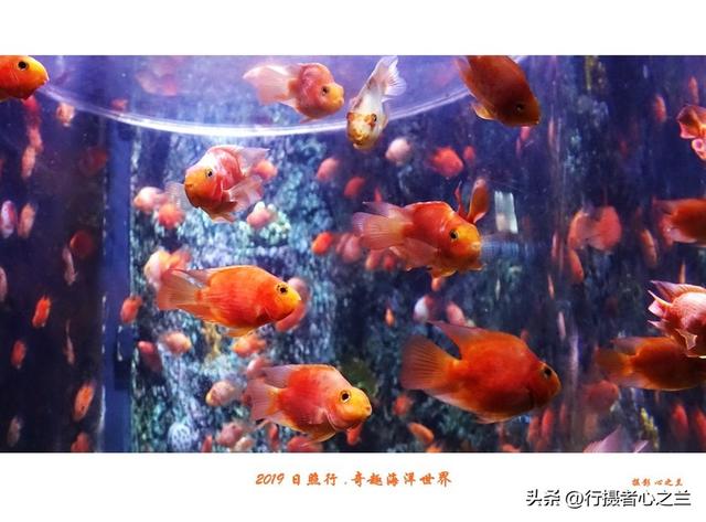 山东行游影记（90）—日照奇趣海洋世界（一）