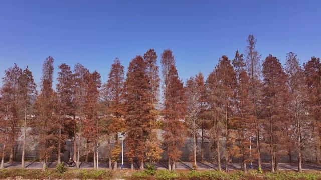 格桑花、紫花风铃木、雪白油茶花……肇庆这里太美了！