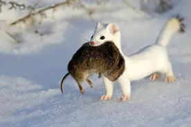 老鼠的三大克星，吃老鼠就像吃辣条，看看它们是如何捕鼠的？图片