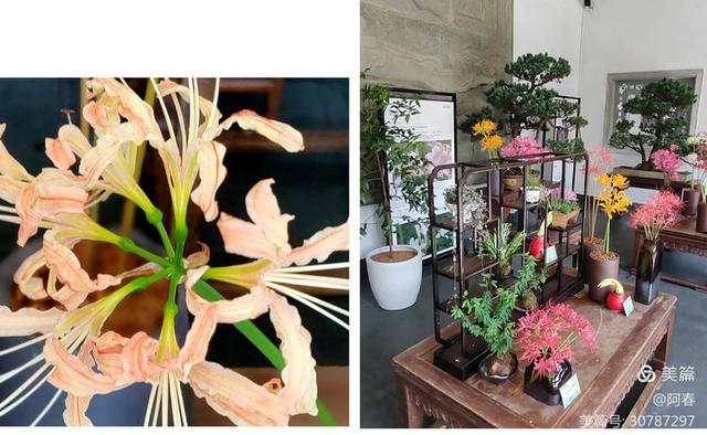 游西湖：杭州植物园之石蒜花展