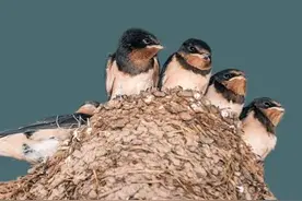 燕子来筑巢不一定那家人发财，但是很大概率那家人很善良图片