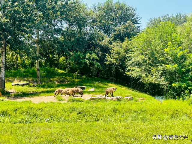方案批复！大兴野生动物园规划有新进展