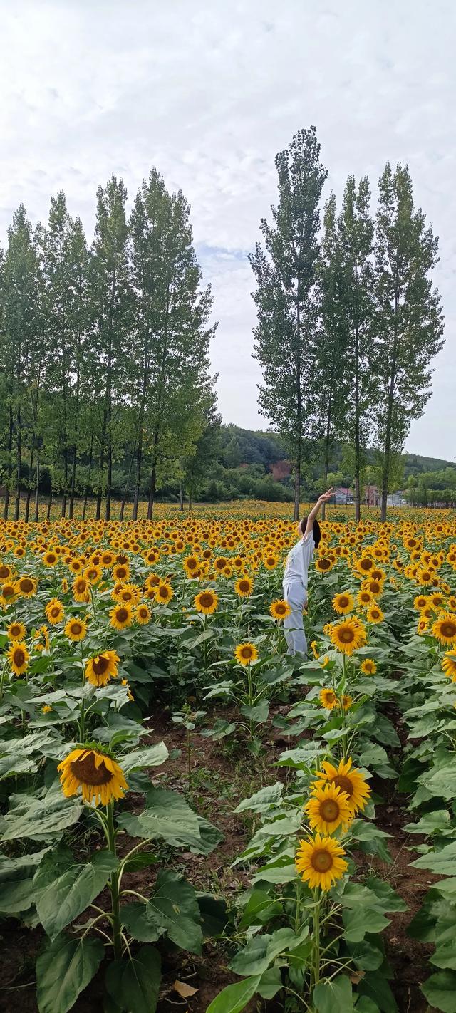 鸭凫峪鹿走沟向日葵🌻花海惊艳亮相！