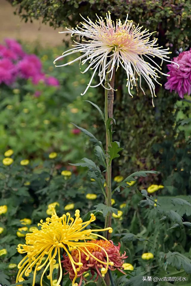 菊花是秋天里绝美的画卷