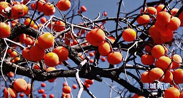 2025年12月11日 渭南文化旅游资讯微报（组图）