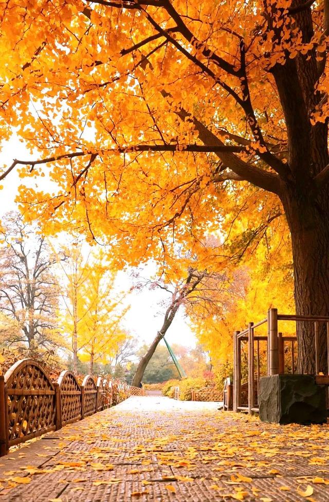 太原市迎泽区：金秋迎泽｜银杏绘就的时光画卷