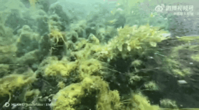 被济南泉水下的世界惊艳到了！