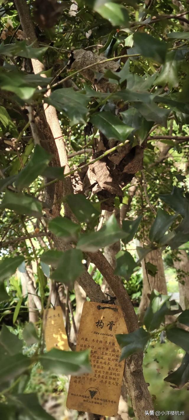 跟随树友们逛中国第一座现代植物园——浙大植物园