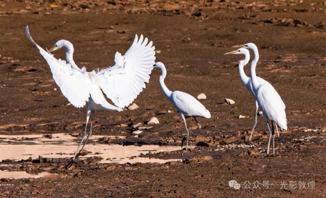 金秋时节:敦煌党河风情线上白鹭翩跹