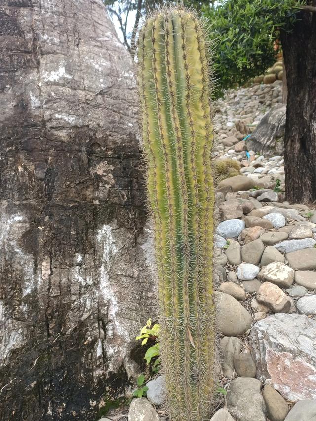 滇游行纪之一:自然风的弥勒