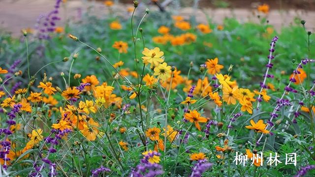 柳州市雀儿山公园硫华菊花海即将盛放