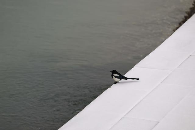 青岛西海岸新区，走进冰天雪地，今天是大寒！