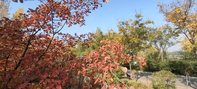 红啦!薛城金秋醉美红叶观赏地在凤凰绿道,漫山红叶美如画!