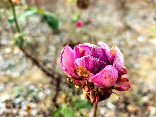 小雪｜冬意初临时，风物成画，岁月如诗