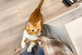 养猫久了才发现，“一喊就来的猫”和“喊不动的猫”，区别很大图片
