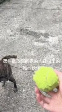大学生放假回村，全村的狗都崩溃了：求求你们快去上学吧！
