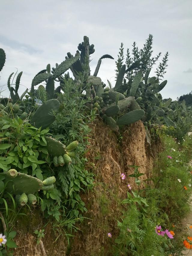 滇游行纪之二: 土司寨→城子古村
