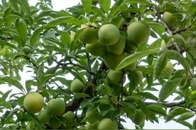 李子大量上市，为啥买来吃的人却很少？3个原因，告诉你残酷事实图片