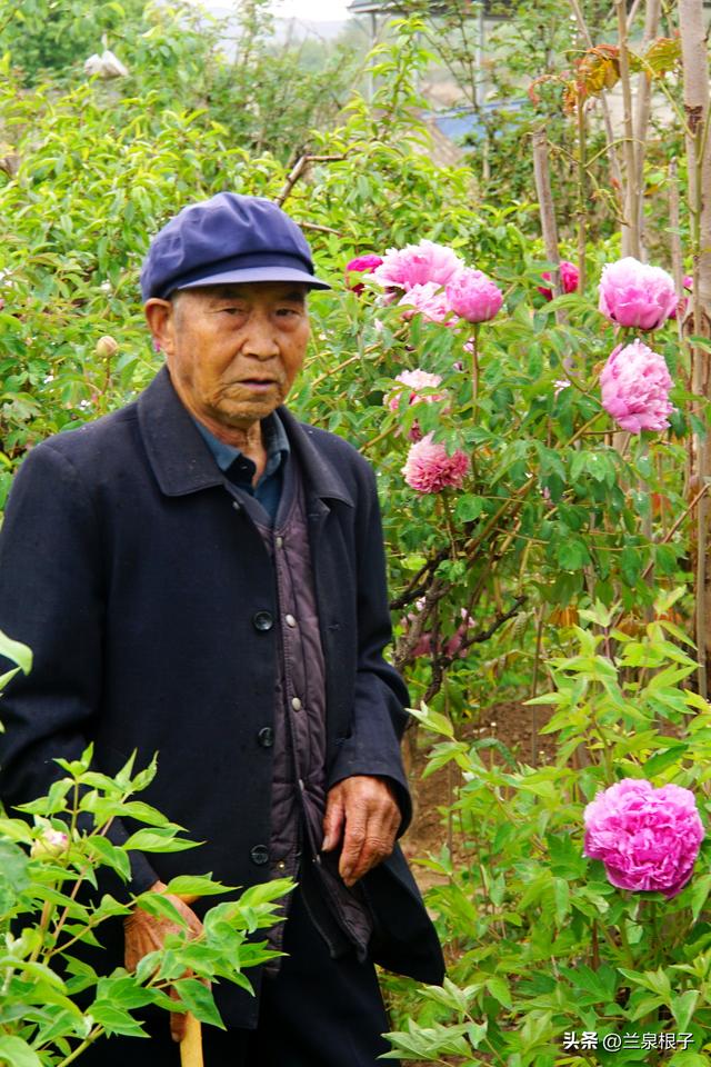 中国紫斑牡丹的故乡临洮曹家坪牡丹进入盛花期