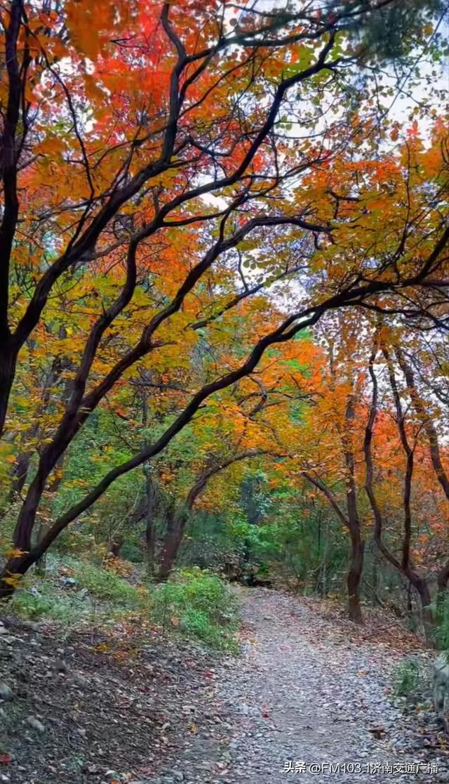 公园景区秋色图鉴,这几处必打卡
