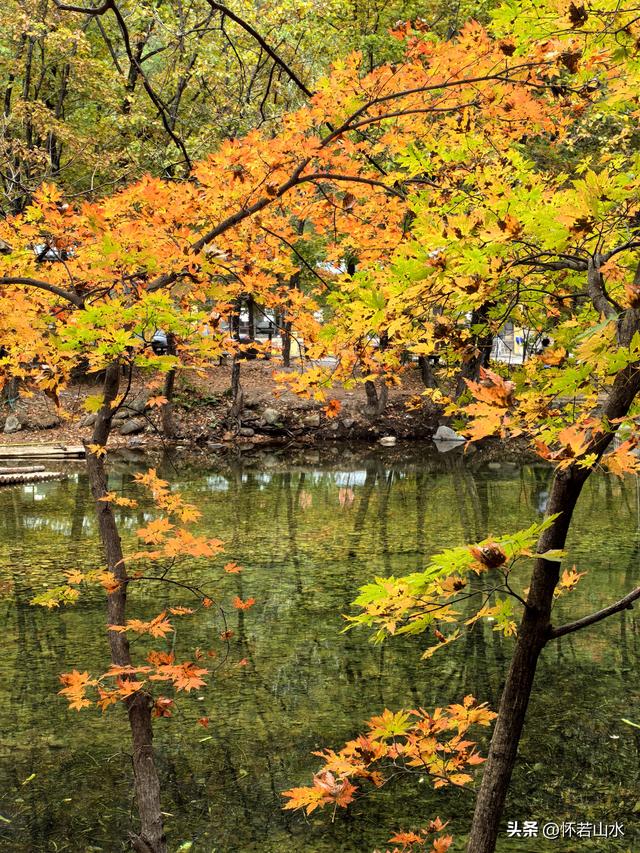 2025辽宁赏秋之旅日记(2)——游览丹东蒲石河森林公园