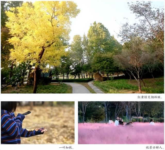 大美寿光｜漫步城市 邂逅绚烂秋景