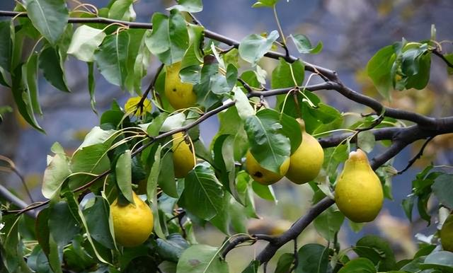 俗语“五树进宅，人穷家败”，分别指的哪五树？有道理吗