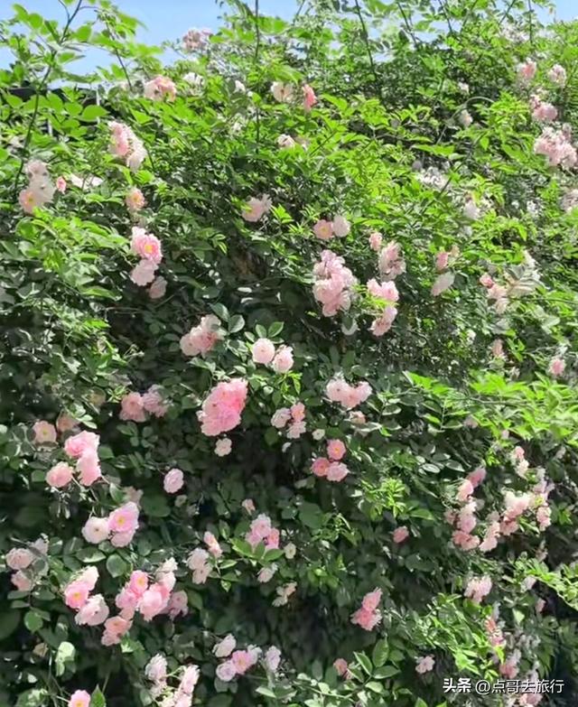 成都蔷薇花开爆了，免费才是最美，花墙瀑布很惊艳，太适合拍照！