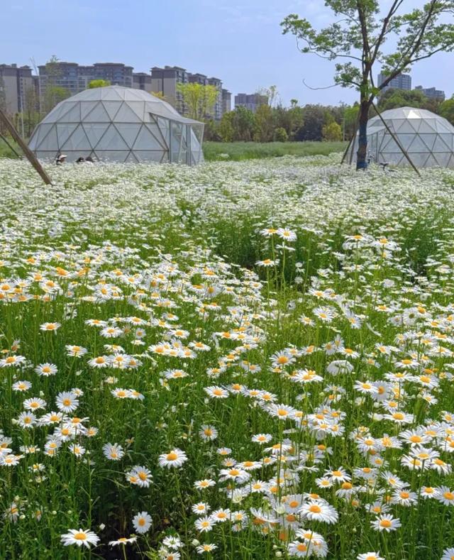 成都这个公园拍三种花海,简直赚翻了!