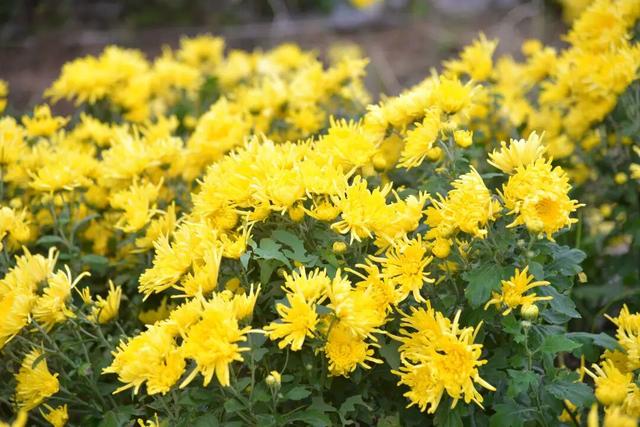 开了! 开了！金堂几百亩菊花已璀璨绽放，快去打卡！