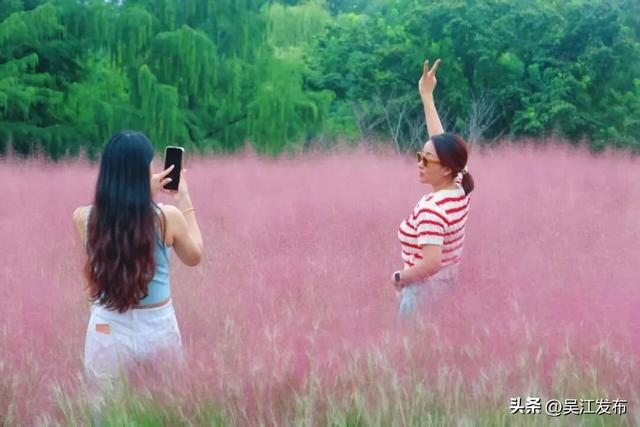 周末去打卡丨在吴江，赴一场粉色之约！