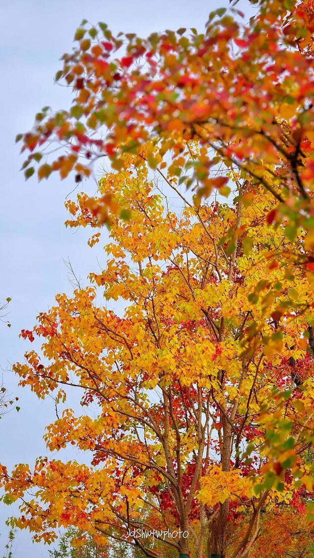 天府大道 乌桕已红透半边天