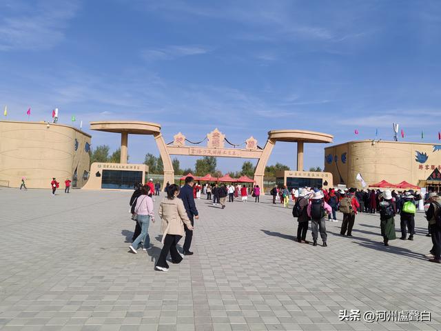 金塔胡杨林