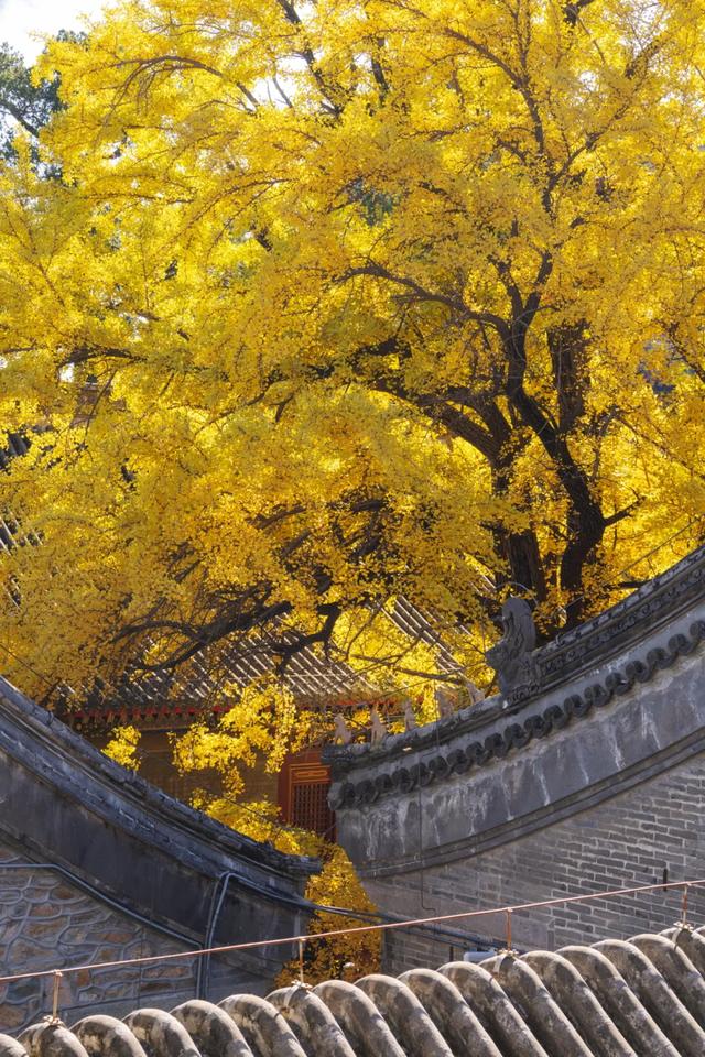 收藏一个秋天，石景山绝美秋色大公开