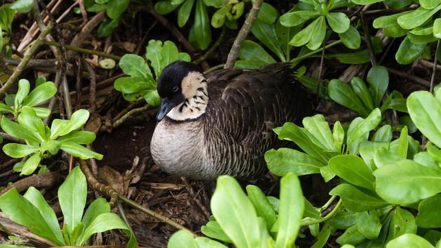 美国国家公园独有的12种神奇野生动物，你见过吗？