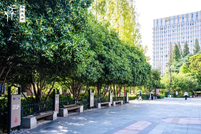 花样秦淮｜秋桂