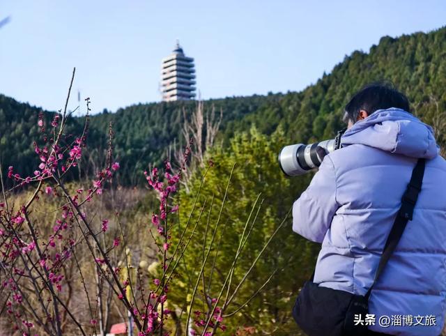 淄博春游首选！免票+赏花，这些打卡地承包你的春日浪漫→